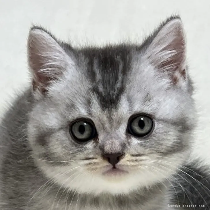 ID:2305-00496の子猫