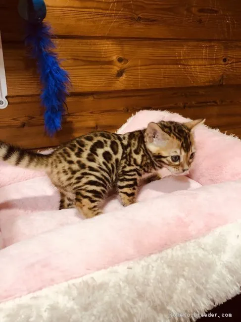 ID:1901-01074の子猫