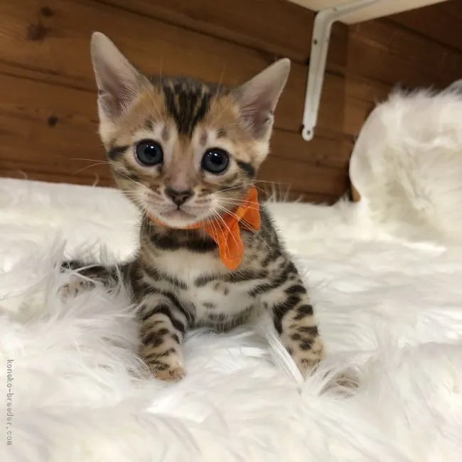ID:1912-01645の子猫