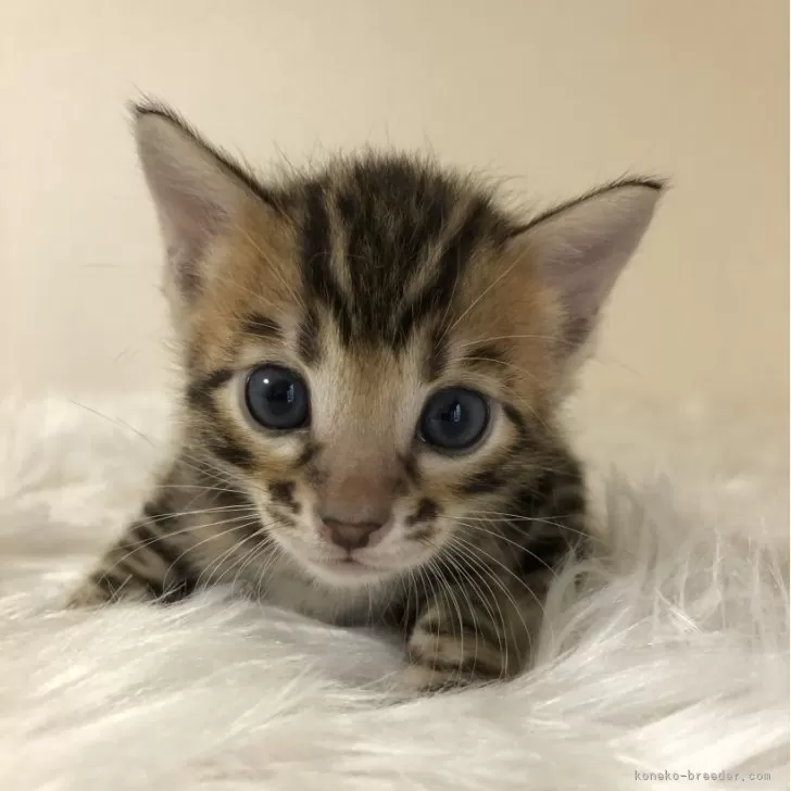 ID：2407-02615の子猫