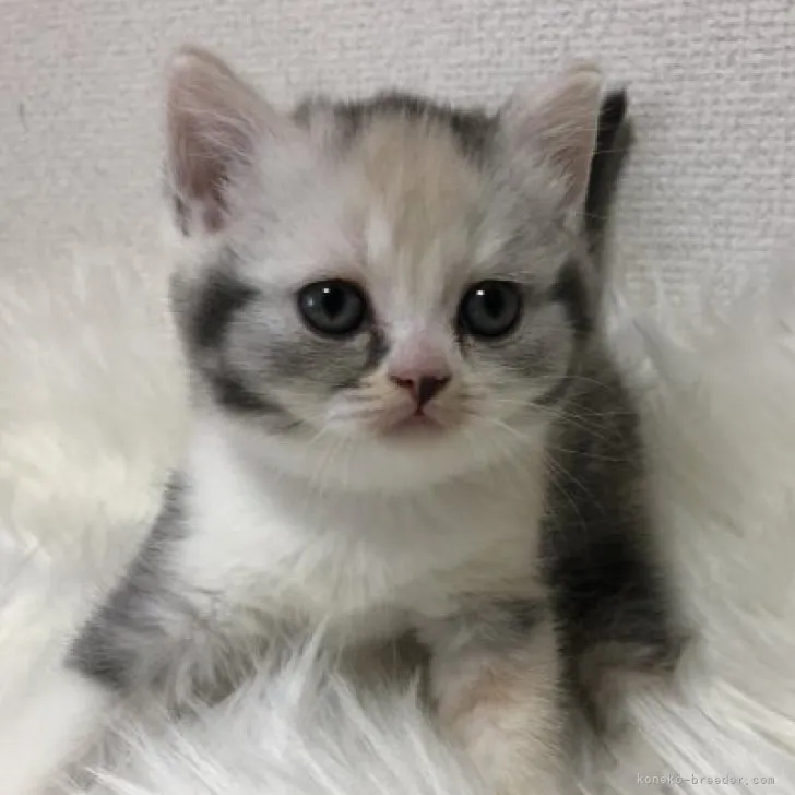 ID:2310-02961の子猫