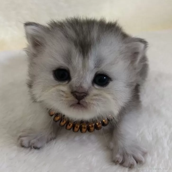 ID:2410-00481の子猫