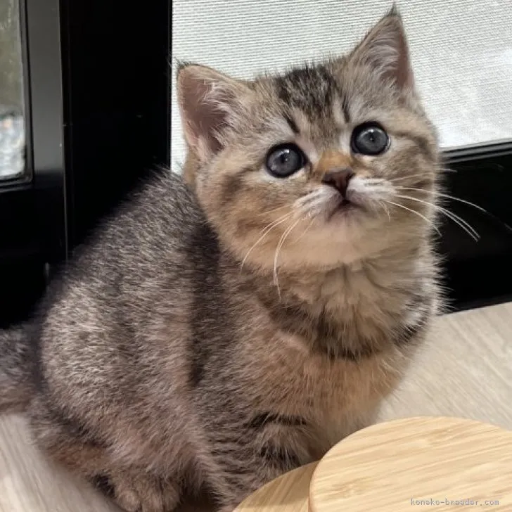 ID:2304-03114の子猫