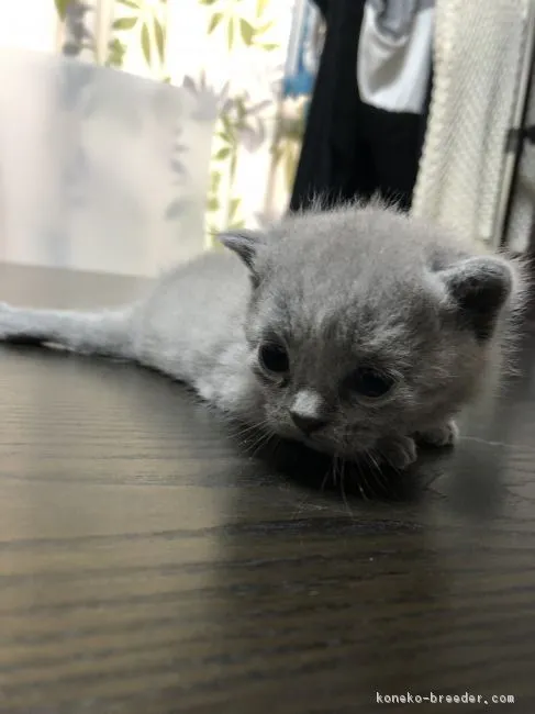 ID：1808-01137の子猫