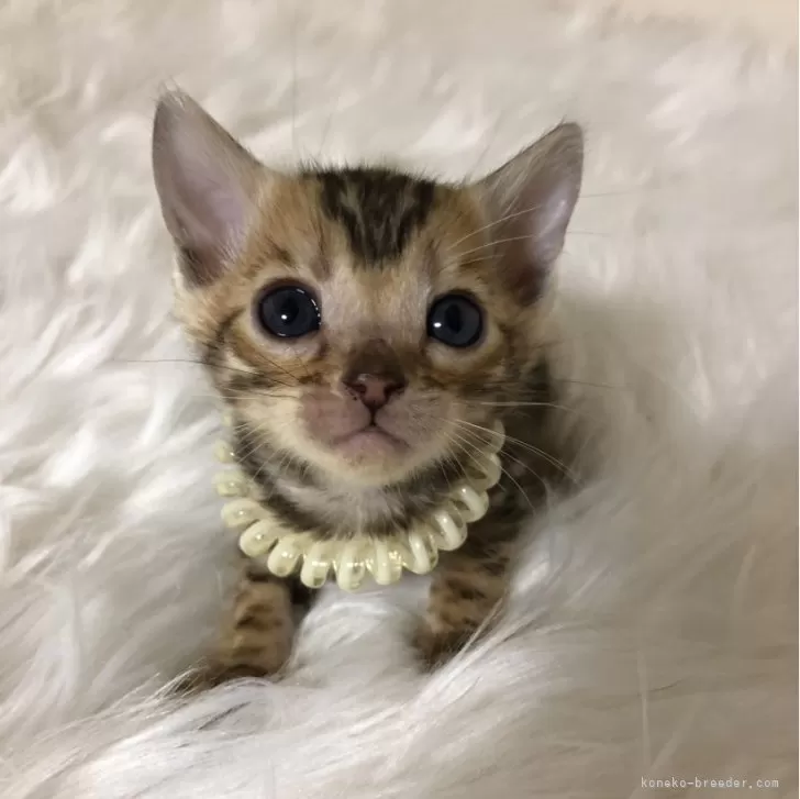 ID:2312-02726の子猫