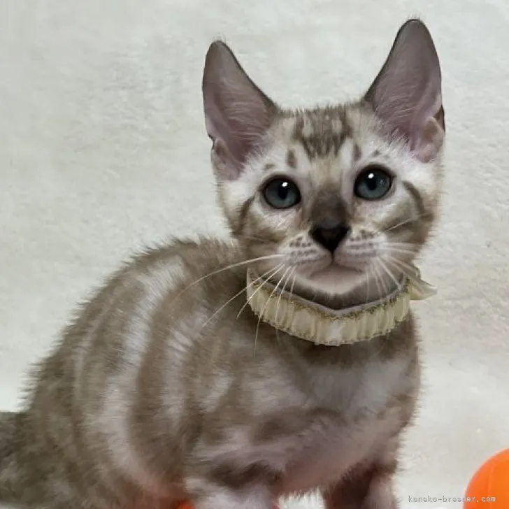 ID：2306-01036の子猫