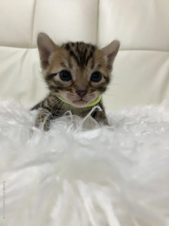 ID:2103-01021の子猫