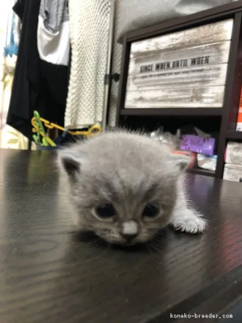 ID:1808-01138の子猫