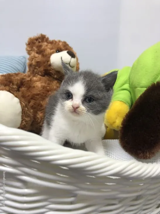 ID:1909-00594の子猫