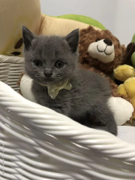 ID：1909-00590の子猫