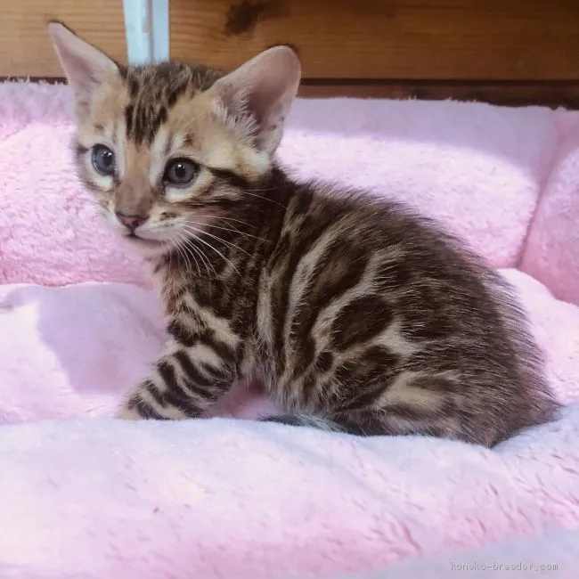 ID：1907-00646の子猫