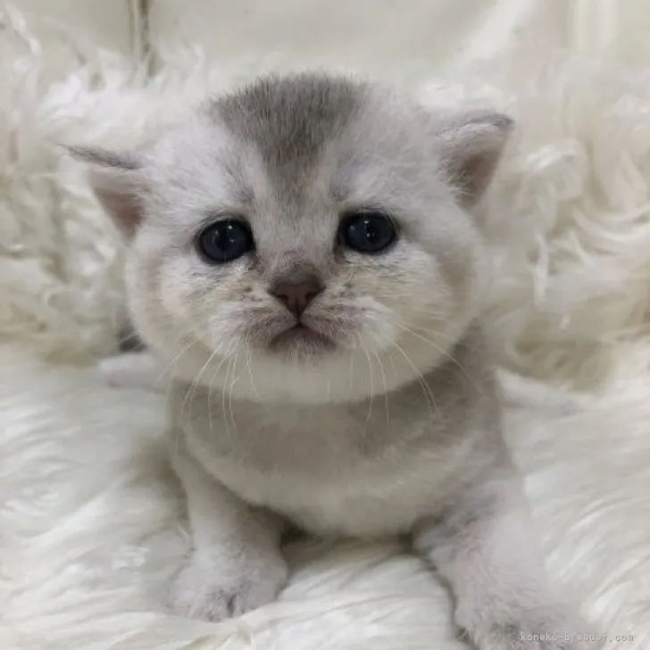 ID:2308-02600の子猫