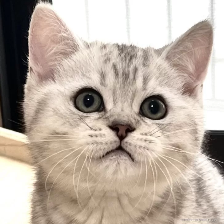 ID:2406-02938の子猫