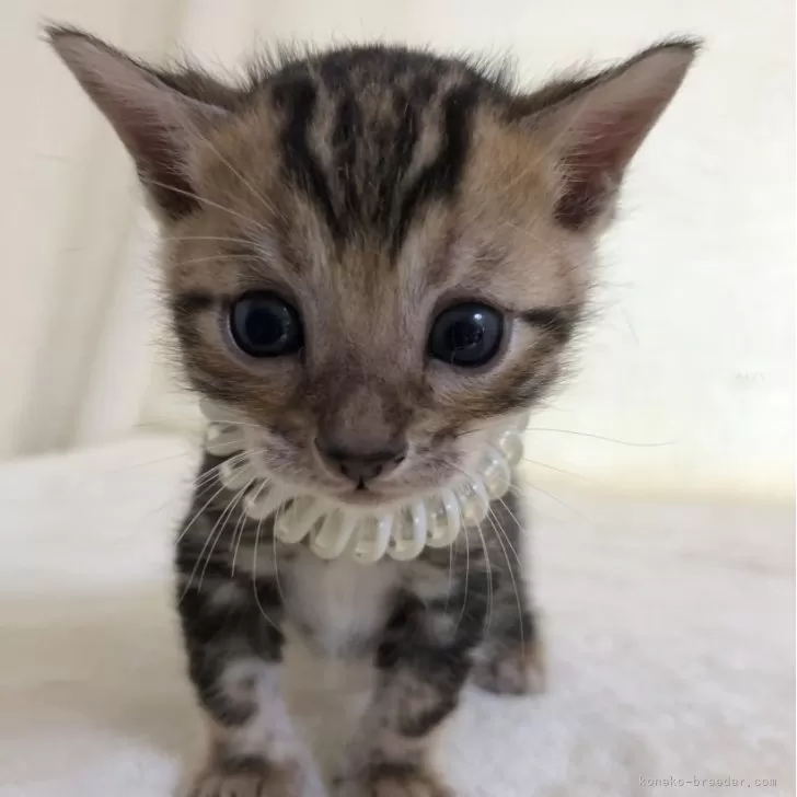 ID:2409-00838の子猫