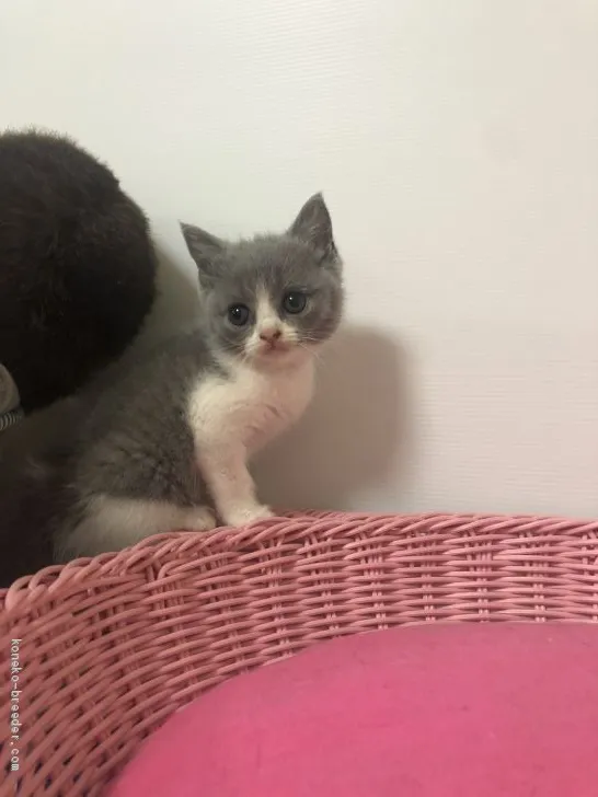 ID：1909-01635の子猫