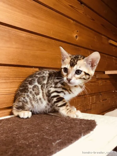ID:1905-01699の子猫