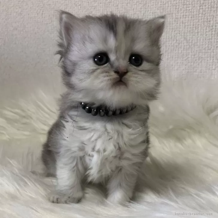 ID:2412-01074の子猫