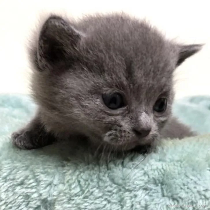 ID：2210-03210の子猫