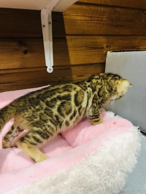 ID：1901-01004の子猫