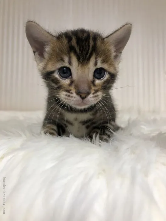 ID:2010-00400の子猫