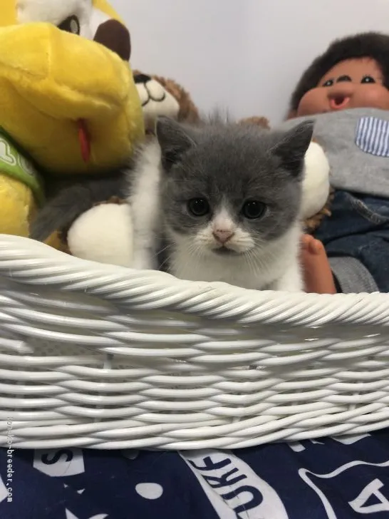 ID：1909-01634の子猫