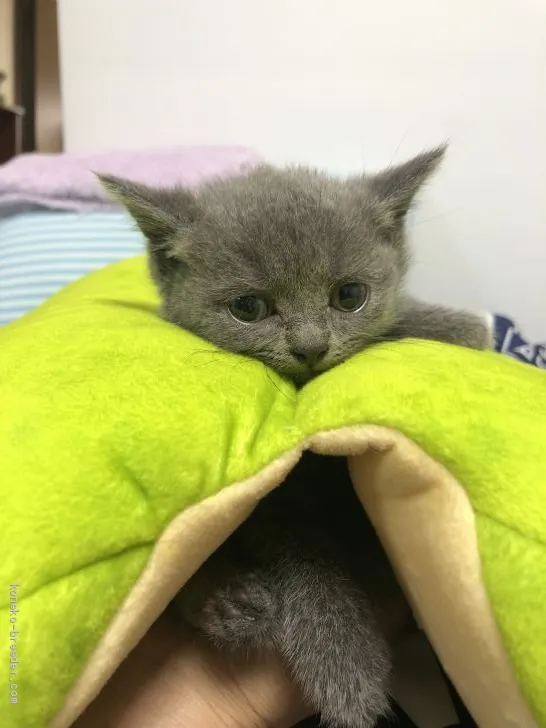 ID：1909-00588の子猫