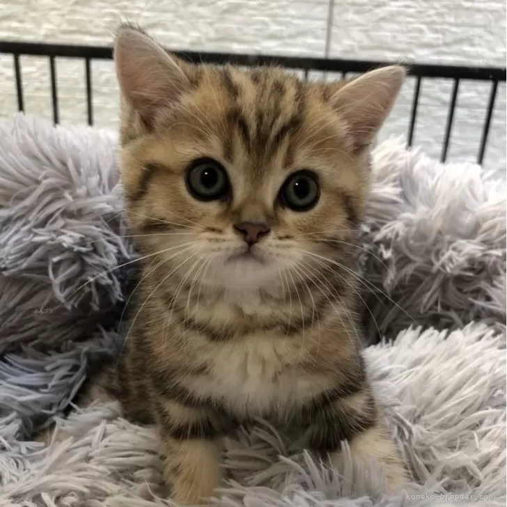 ID:2406-00791の子猫