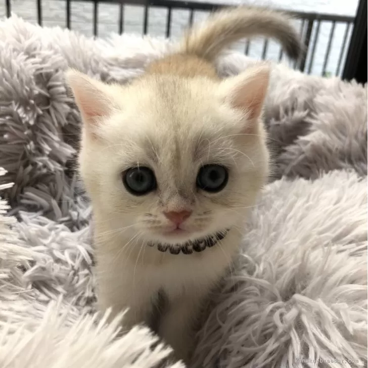 ID：2406-01901の子猫