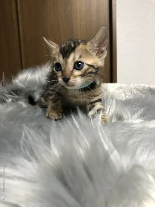 ID:1910-00463の子猫
