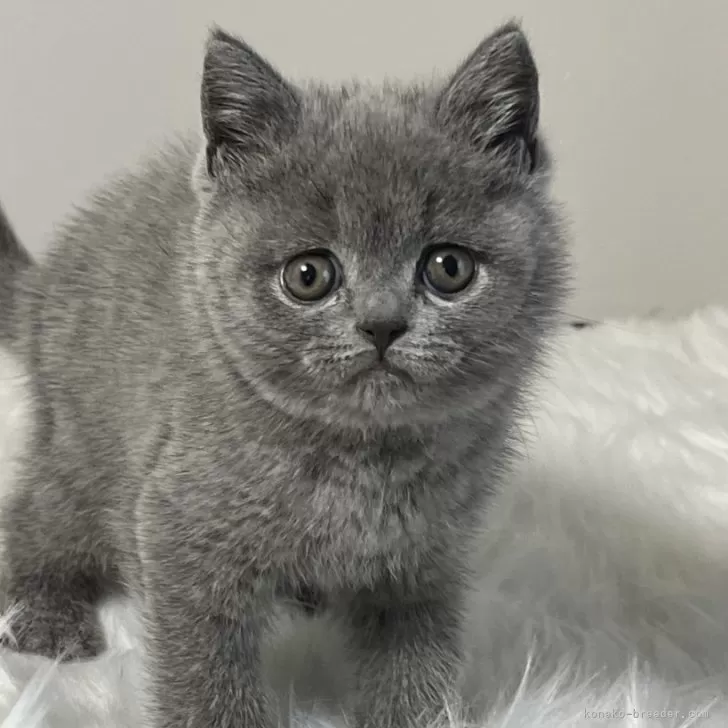 ID:2405-02434の子猫