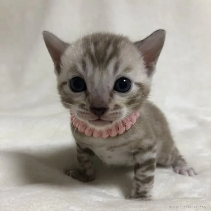 ID：2310-02957の子猫