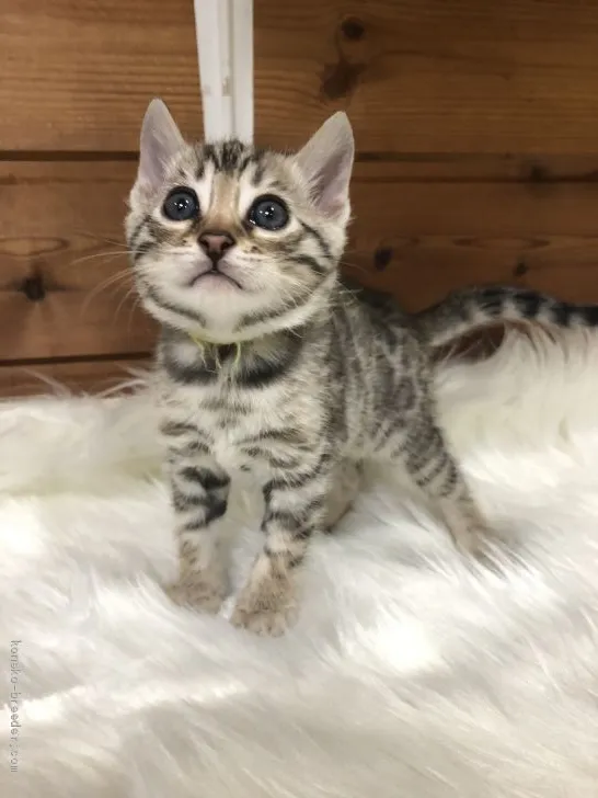 ID:1910-01425の子猫