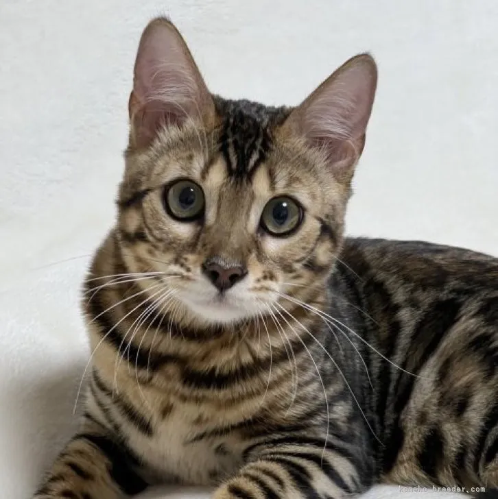 ID:2307-00015の子猫