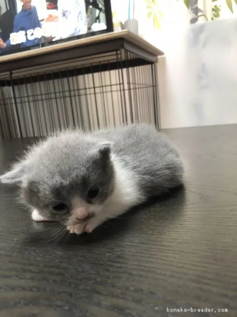 ID：1808-01132の子猫