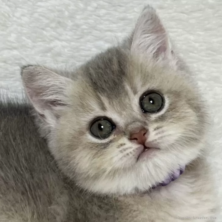 ID:2410-00483の子猫