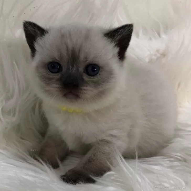 ID:2405-00861の子猫