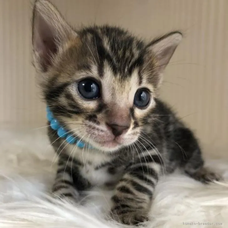 ID:2209-01215の子猫