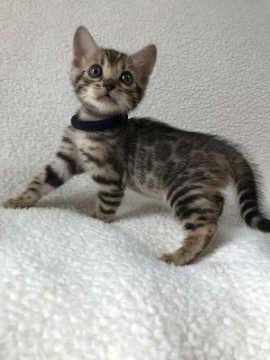 ベンガル【静岡県・男の子・2021年2月12日・ブラウンスポテットタビー（艶やかな毛並み）】の写真「４/17~お引き渡し可能です！！」