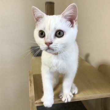 ブリティッシュショートヘア【静岡県・男の子・2024年5月22日・シェーデッドカメオ（フワフワ）】の写真「イケメン君！！ご見学と同時にお連れできます！」