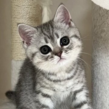 ブリティッシュショートヘア【静岡県・男の子・2023年4月4日・シルバーマッカレルタビー（フワフワ）】の写真「イケメン君！ご見学と同時に連れて帰れます♡」