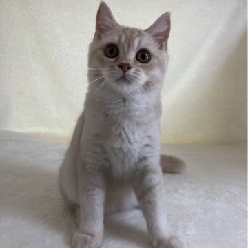 ブリティッシュショートヘア【静岡県・男の子・2024年5月30日・シェーデッドカメオ（フワフワ）】の写真「イケメン君！ご見学と同時にお連れできます！」