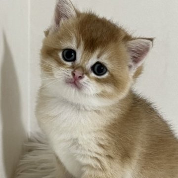 ブリティッシュショートヘア【静岡県・男の子・2023年9月2日・シェーデッドゴールデン（フワフワ）】の写真「イケメン君」