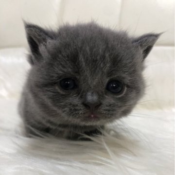 ブリティッシュショートヘア【静岡県・女の子・2024年3月24日・ブルー（フワフワ）】の写真「可愛いお顔」