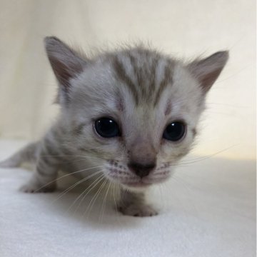 ベンガル【静岡県・女の子・2024年4月22日・シールミンクスポテッドタビー（艶やかな毛並み）】の写真「可愛いお顔♡」