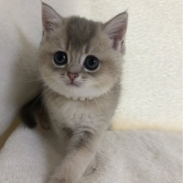 ブリティッシュショートヘア【静岡県・女の子・2024年5月23日・ブルーシェーデッドゴールデン（フワフワ）】の写真「可愛いお顔♡ご見学と同時に連れて帰れます♡」