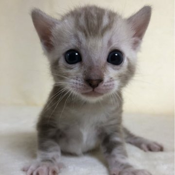 ベンガル【静岡県・男の子・2024年5月29日・シールミンクマーブルドタビー（艶やかな毛並み）】の写真「可愛いお顔！！」