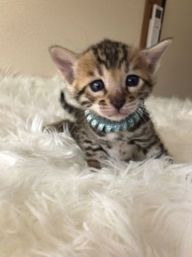 ベンガル【静岡県・女の子・2021年3月11日・ブラウンスポテットタビー（艶やかな毛並み）】の写真「可愛いお顔」