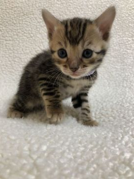 ベンガル【静岡県・女の子・2021年2月12日・ブラウンスポテットタビー（艶やかな毛並み）】の写真「４/17~お引き渡し可能です！！」