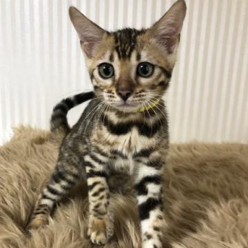 ベンガル【静岡県・女の子・2022年6月19日・ブラウンスポテットタビー（艶やかな毛並み）】の写真「可愛いお顔ご見学と同時に連れて帰れます♡」