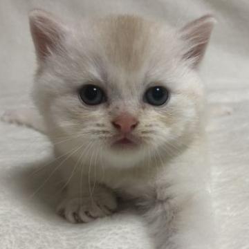 ブリティッシュショートヘア【静岡県・男の子・2022年8月23日・カメオシェーデット（フワフワ）】の写真「イケメン君、ご見学と同時にお連れできます！！」